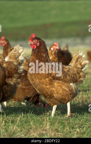 Galline a portata libera su un'unità avicola, Cumbria, Regno Unito. Foto Stock