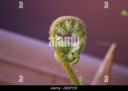 Fern mostra una nuova crescita che appare come unfurls stelo Foto Stock