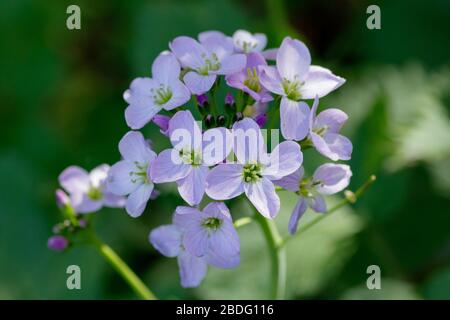 Fiore a cucù/Ladys Smock, Regno Unito Foto Stock