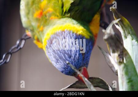 Primo piano di Rainbow Lorikeet Bird Foto Stock