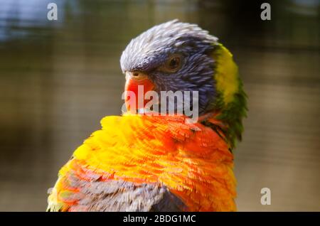 Primo piano di Rainbow Lorikeet Bird Foto Stock