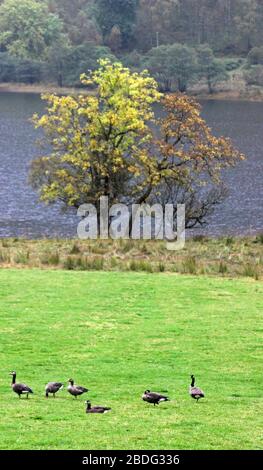 Oche del Canada in campo accanto al loch voil balquhidder stirling Foto Stock