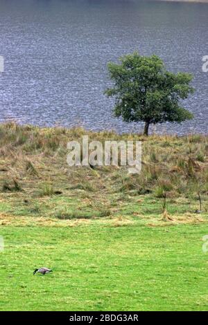 Oche del Canada in campo accanto al loch voil balquhidder stirling Foto Stock