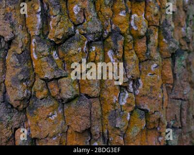 Vecchio tronco di albero gnarled che mostra la corteccia con la crescita arancione scuro Foto Stock