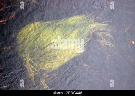 Pianta verde o erbaccia in acqua corrente di loch Voil Balquhidder Trossachs Stirling Foto Stock