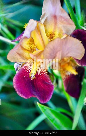 Primo piano di un singolo oro e viola fioritura Iris flower.Beautiful blu iris flower isolato su sfondo verde. Foto Stock