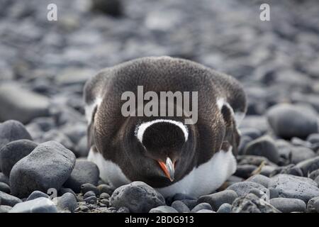 Nesting Gentoo Foto Stock