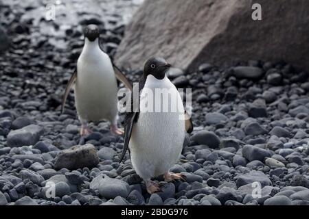 Adelie a piedi sulla spiaggia Foto Stock