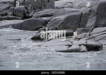 Gentoo sulle rocce Foto Stock
