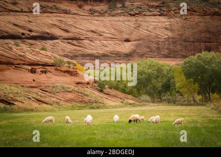 Un gregge di pecore e capre graniscono di erba verde vicino a un hogan in Canyon de Chelly sulla riserva indiana Navajo nel nord dell'Arizona. Foto Stock