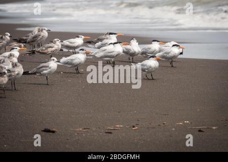 Royal Terns si trova su una spiaggia di sabbia scura di fronte all'oceano a Cambutal, Panama. Foto Stock