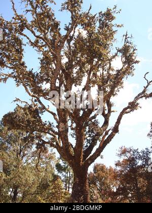 Foreste di pini di quercia gestite dalla comunità nella zona di Pueblos Mancomunados nella Sierra Madre de Oaxaca, Messico meridionale Foto Stock