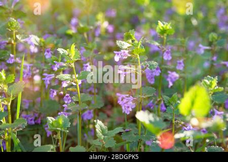 Prato selvatico con erbe aromatiche. Melissa con fiori rosa sta crescendo in una radura nella foresta primaverile in una giornata di sole. Foto Stock