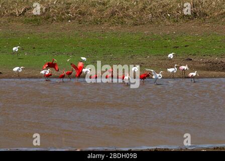 Molti uccelli acquatici diverse specie in una piscina, principalmente Roseate Spoonbill, Platalea ajaja, Ajaja ajaja, Scarlet Ibis, Eudocimus ruber, e Grande Egret Foto Stock