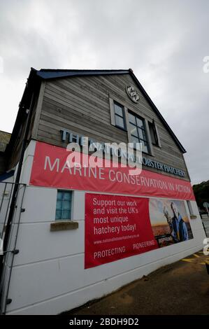 Il vivaio nazionale di aragoste a Padstow, Cornovaglia del Nord. Foto Stock