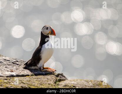 Colonia di Puffin di uccelli marini stagionali Foto Stock