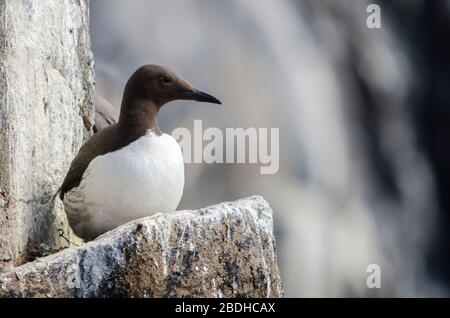 Seabird Guillemot Colony Foto Stock