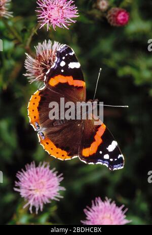 Guernsey. Fauna selvatica. Insetti. Rosso Ammiraglio Butterfly. Foto Stock