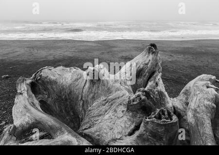 Immense stumpe di legno secco lavate su Rialto Beach durante le tempeste invernali nel Parco Nazionale Olimpico, Washington state, USA Foto Stock