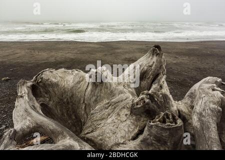 Immense stumpe di legno secco lavate su Rialto Beach durante le tempeste invernali nel Parco Nazionale Olimpico, Washington state, USA Foto Stock