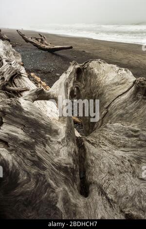 Immense stumpe di legno secco lavate su Rialto Beach durante le tempeste invernali nel Parco Nazionale Olimpico, Washington state, USA Foto Stock