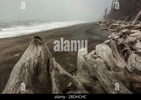 Immense stumpe di legno secco lavate su Rialto Beach durante le tempeste invernali nel Parco Nazionale Olimpico, Washington state, USA Foto Stock