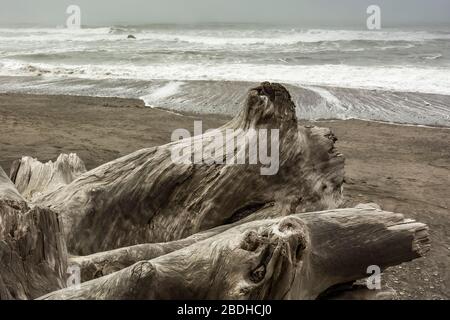 Immense stumpe di legno secco lavate su Rialto Beach durante le tempeste invernali nel Parco Nazionale Olimpico, Washington state, USA Foto Stock