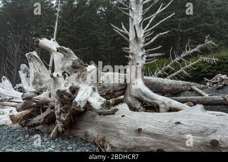 Immensi tronchi di legno secco lavati sulla spiaggia di Rialto durante le tempeste invernali nel Parco Nazionale Olimpico, Washington state, USA Foto Stock