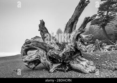 Immense stumpe di legno secco lavate su Rialto Beach durante le tempeste invernali nel Parco Nazionale Olimpico, Washington state, USA Foto Stock