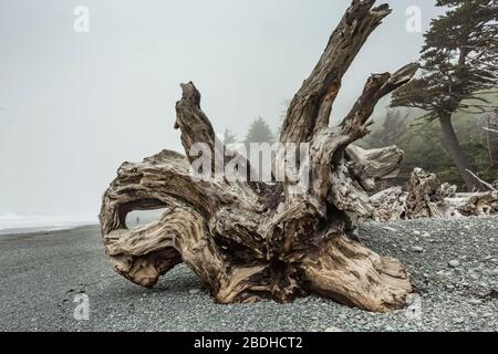 Immense stumpe di legno secco lavate su Rialto Beach durante le tempeste invernali nel Parco Nazionale Olimpico, Washington state, USA Foto Stock