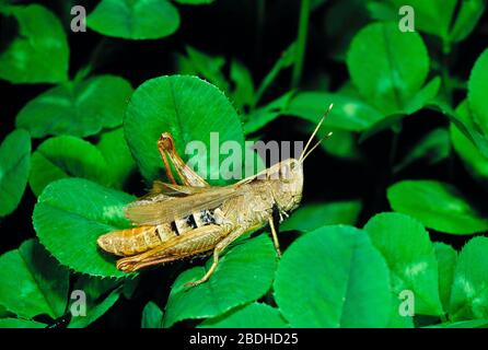 Guernsey. Fauna selvatica. Insetti. Trinciacarri su campo comune. Chorthippus brunneus. Foto Stock