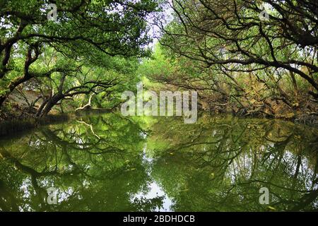 Taijiang National Park Taiwan Foto Stock