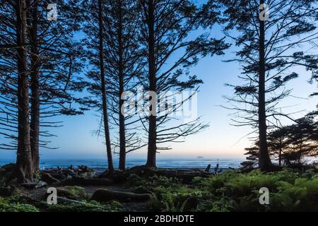 Crepuscolo tra il Sitka Spruce, il Picea sitchensis, gli alberi lungo la spiaggia di Rialto nel Parco Nazionale Olimpico, Washington state, USA Foto Stock