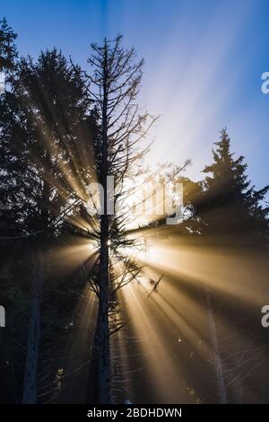 Raggi di sole creati dal sole che risplende attraverso la nebbia della spiaggia nella foresta di Sitka Spruce lungo la spiaggia di Rialto nel Parco Nazionale Olimpico, Washington state, USA Foto Stock