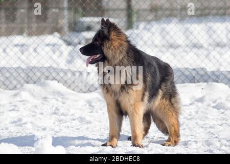 Carino cane pastore tedesco cucciolo è in piedi su una neve bianca nel parco invernale. Animali domestici. Cane di razza. Foto Stock