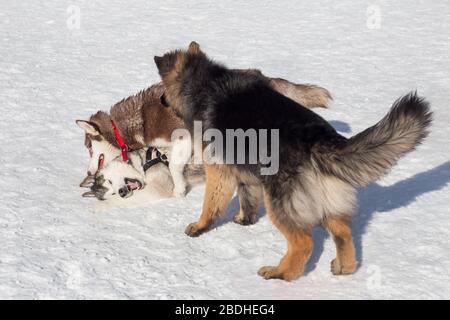 Due cuccioli di Husky siberiano e pastorello tedesco giocano su una neve bianca nel parco invernale. Animali domestici. Cane ribelle. Foto Stock