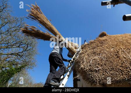 Foto del tetto con tetto in paglia, Foto del tetto, Foto di riparazione, Foto dell'azienda agricola, Foto dell'industria edile, Foto di lavoro, Foto, Reed, Foto Stock