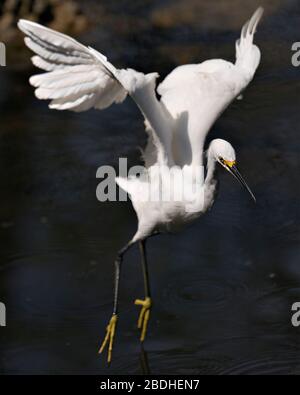 Snowy Egret uccello primo piano profilo vista volare sopra l'acqua che mostra piume bianche, testa, becco, occhio, soffice piumaggio, piedi gialli nei suoi ambientatori Foto Stock