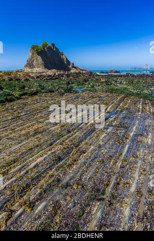 Linee parallele di roccia rivelate alla bassa marea sulla spiaggia di Rialto nel Parco Nazionale Olimpico, Washington state, USA Foto Stock