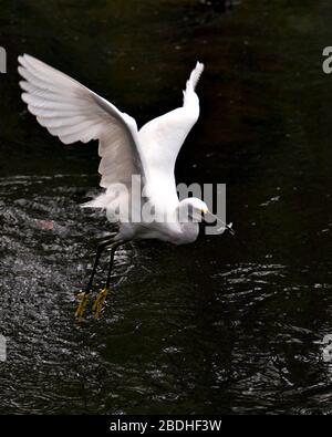 Snowy Egret uccello primo piano vista profilo volare sopra l'acqua con un minnow nel suo becco e visualizzare piume bianche, testa, becco, occhio, piumaggio soffice, Foto Stock