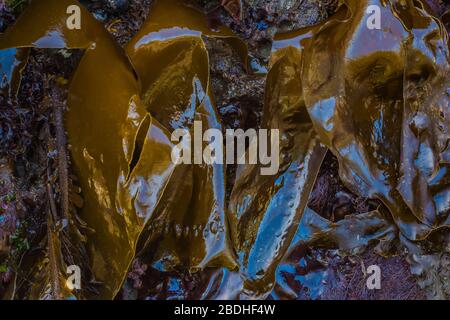 Split Kelp, Laminaria bongardiana, con altre alghe a bassa marea sulla spiaggia di Rialto nel Parco Nazionale Olimpico, Washington state, USA Foto Stock