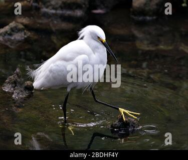 Snowy Egret uccello primo piano profilo vista dall'acqua con roccia e muschio, con piume bianche, testa, becco, occhio, piumaggio soffice, piedi gialli nel suo Foto Stock