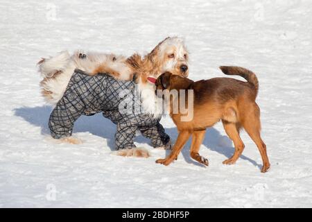 Carino piccolo brabancon cucciolo e inglese cocker spaniel sono giocare nel parco invernale. Animali domestici. Foto Stock