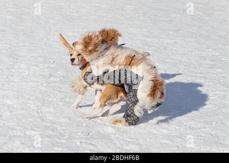 Carino inglese beagle cucciolo e inglese cocker spaniel sono giocare nel parco invernale. Animali domestici. Foto Stock