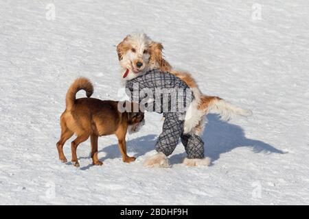 Carino piccolo brabancon cucciolo e inglese cocker spaniel in bella abbigliamento per animali nel parco invernale. Animali domestici. Foto Stock