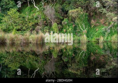 Woodland Reflections in Kennet River, Great Ocean Road, Australia Foto Stock