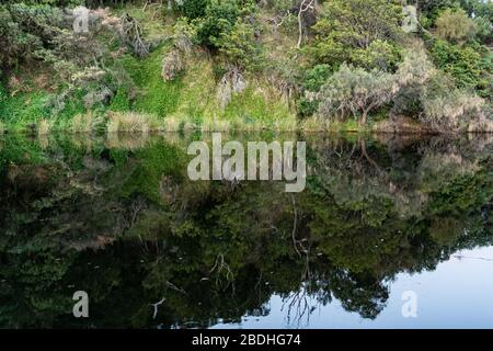 Woodland Reflections in Kennet River, Great Ocean Road, Australia Foto Stock