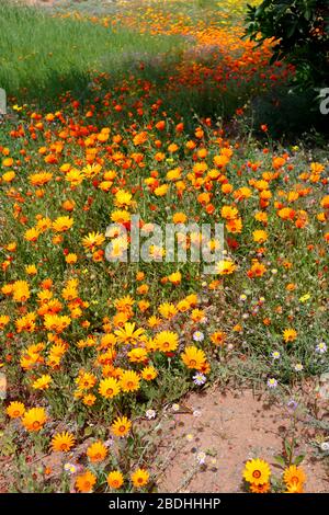 Diorphotheca Sinuata di Namaqualand dai colori vivaci sparse attraverso il paesaggio a Bitterfontein, Provincia del Capo del Nord, Sud Africa Foto Stock