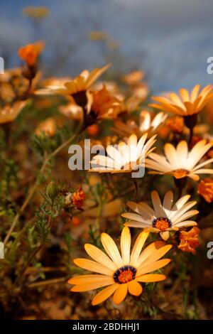 Diorphotheca Sinuata di Namaqualand dai colori vivaci sparse attraverso il paesaggio a Bitterfontein, Provincia del Capo del Nord, Sud Africa Foto Stock