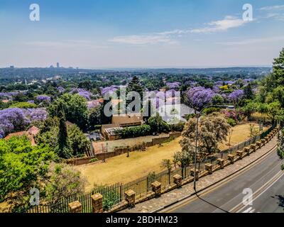 Veduta aerea di Johannesburg , la più grande foresta urbana durante la primavera - Jacaranda fiorente in ottobre in Sudafrica Foto Stock